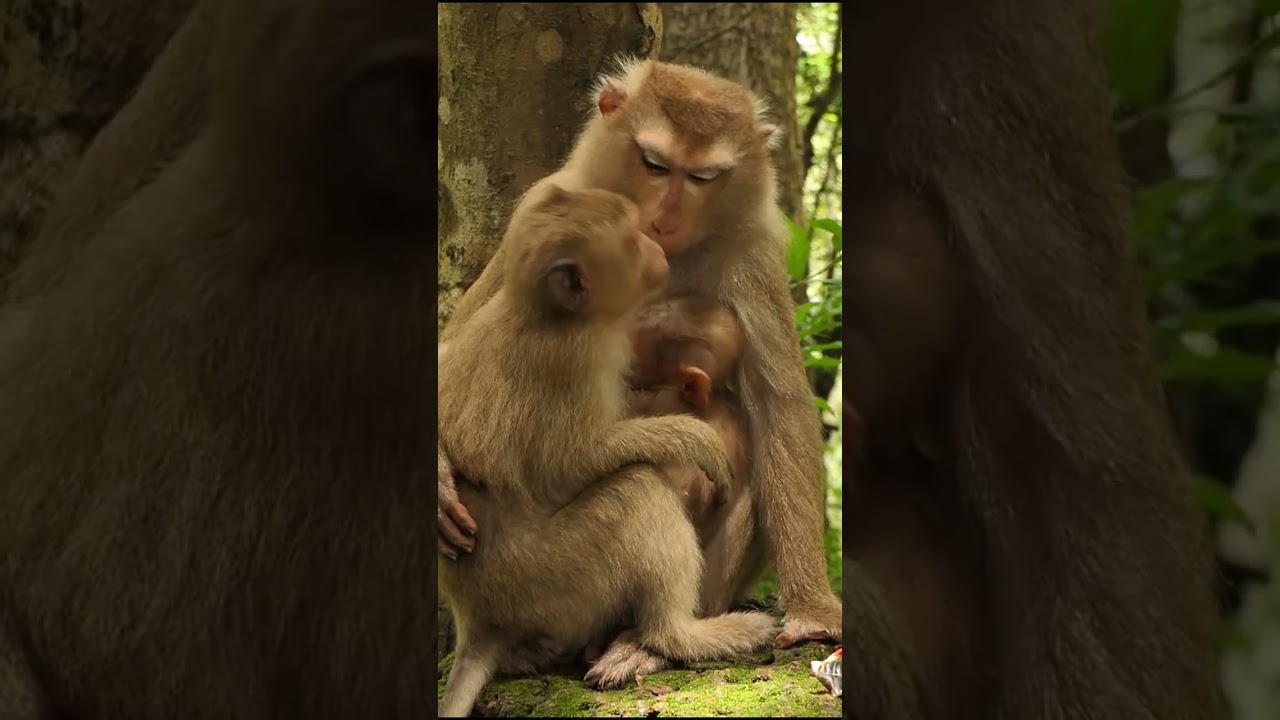 17-09-24 #babymonkeylucas  #monkey #monkeys #lovelybabymonkey #adorablebabymonkey #monkeywildlife