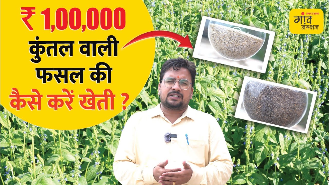 CHIA SEED FARMING:ये खेती किसानों को बना देगी मालामाल, भारत में बढ़ती जा रही मांग