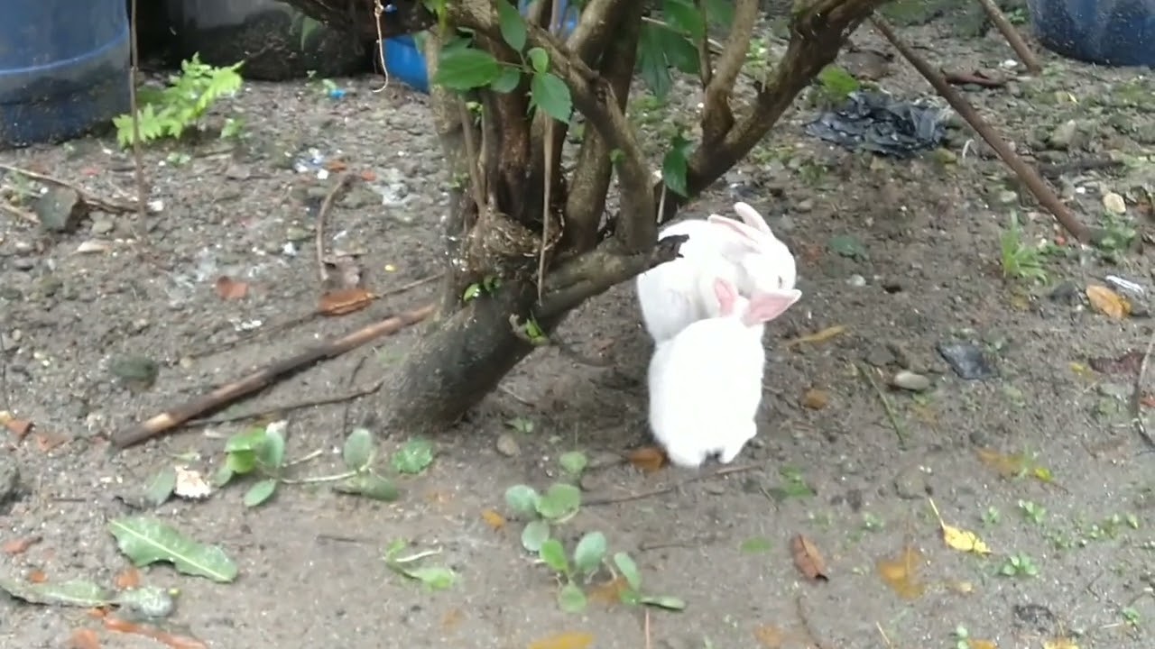 cute rabbi loving ❤️bunny #comedy #viral #dely video #khargosh