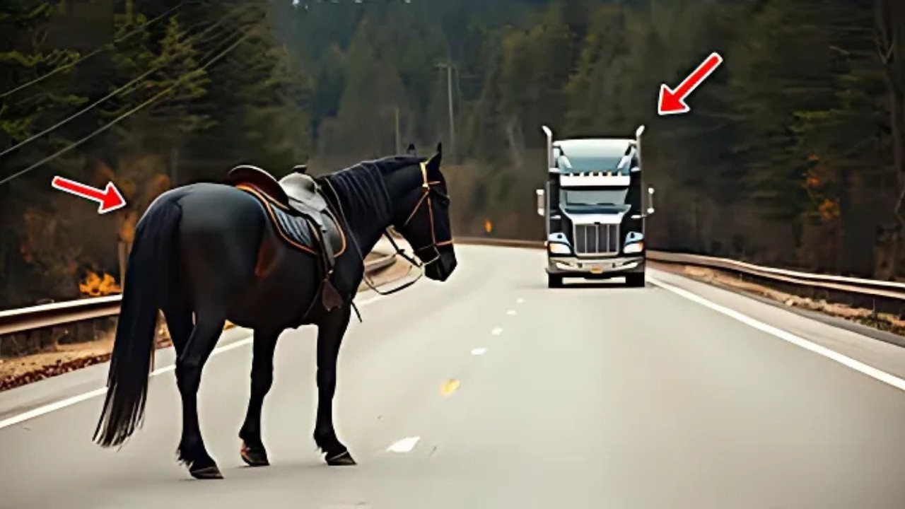 A Horse Begs a Truck Driver for Help... But Never Imagined What Would Come Next