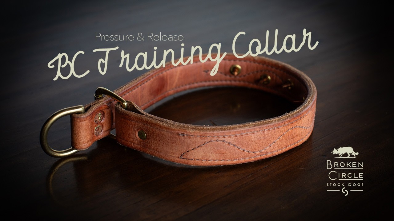 BC Training Collar