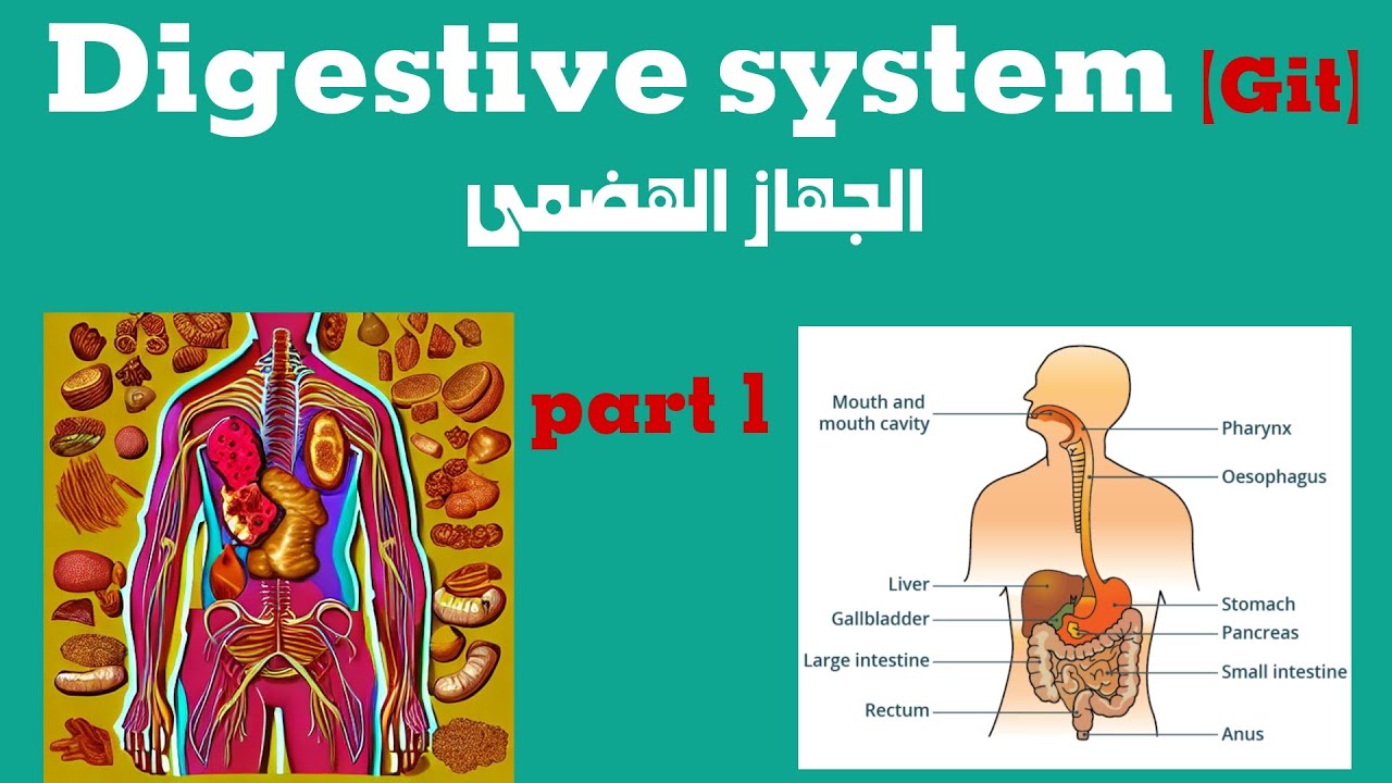 شرح nutrition || اولى محاضرات digestive system الجهاز الهضمى || فسيولوجى