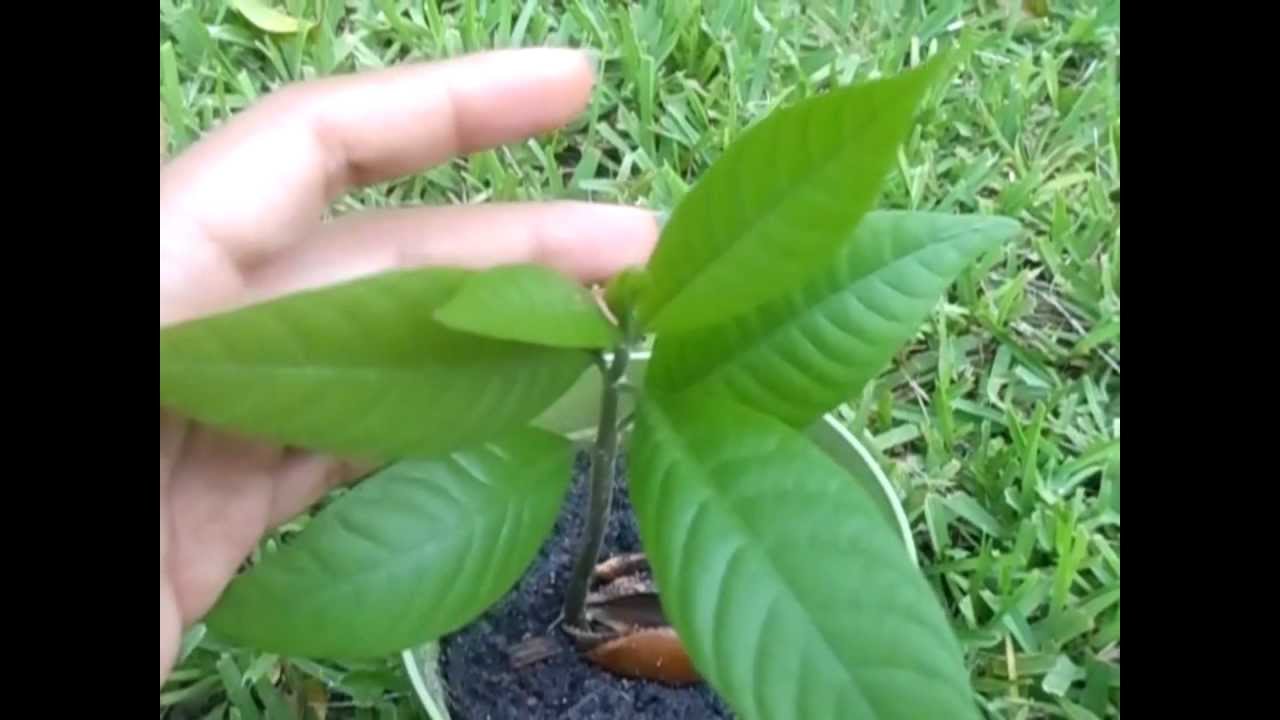 Growing Mamey Sapote from Seed: Part 2
