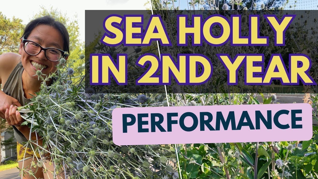 Второй год Sea Holly: от разочарования до самой прибыльной