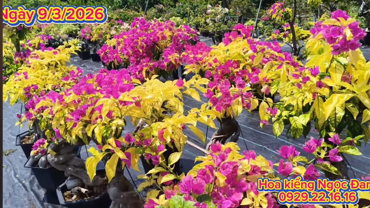9/3/2026. Golden Damia, Delima, Moonlight, hồng lụa, Tím bướm, ...