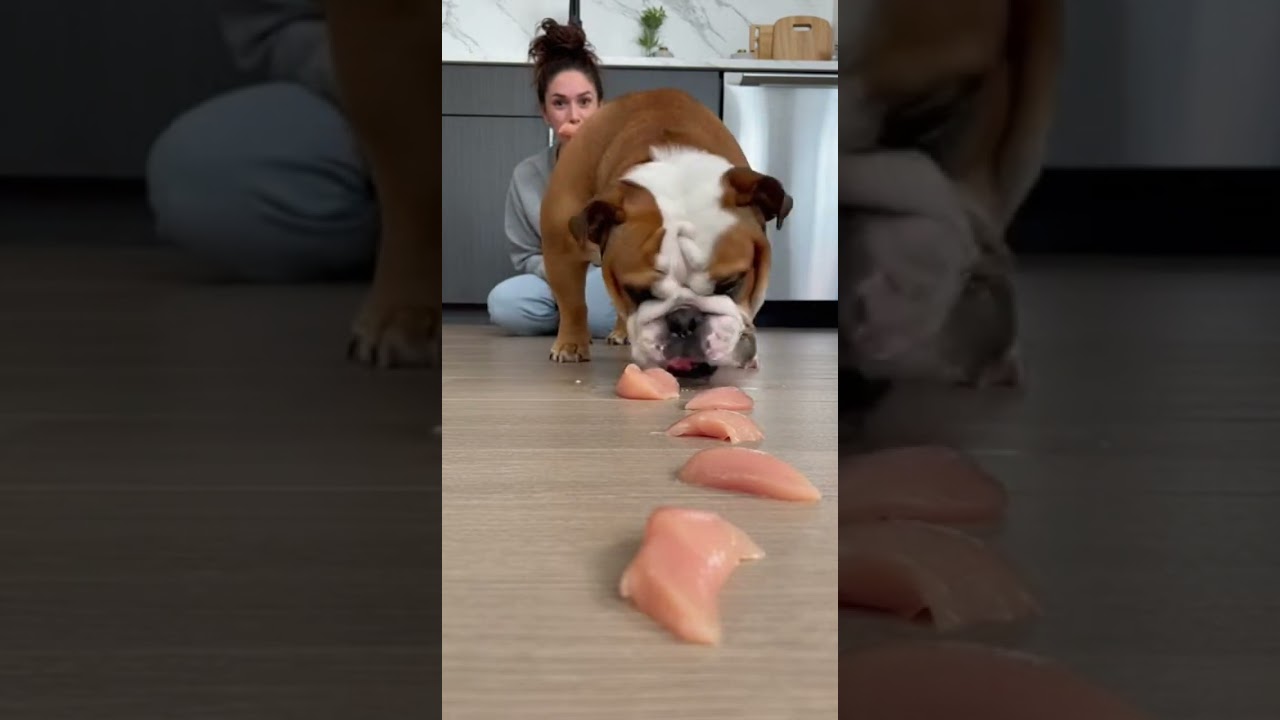 BIG Mistake! Challenged My Dog to a Food Race ​🤣 