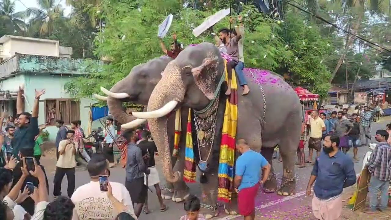 നിങ്ങൾ പറ ബാലനോ? വിഷ്ണുവോ?? Kottol Fest 2025 #kerala #elephant #aanaperuma