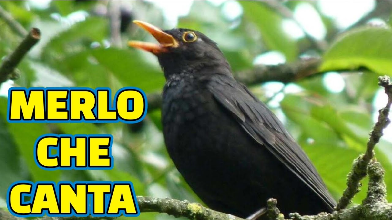 Il Canto del Merlo 🎵 Il Merlo comune - un uccello elegante e canoro