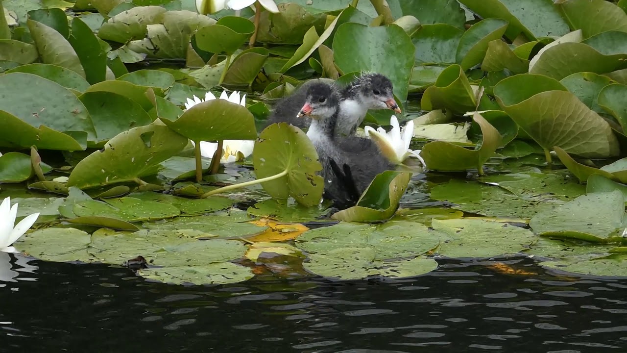 Coot chicks in water lilies