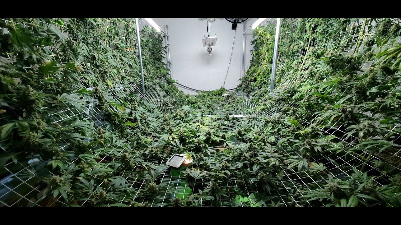 Super SCROG. Indoor marijuana. New edition. GROW. Hemp.