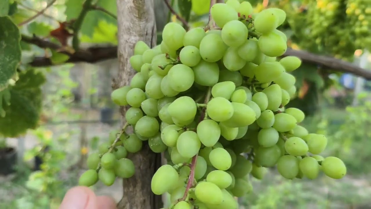 Kișmiș Țimus 🍋 pe Pergolă cu gust de lămâie,soiul cu cel mai mult rod din colecția mea