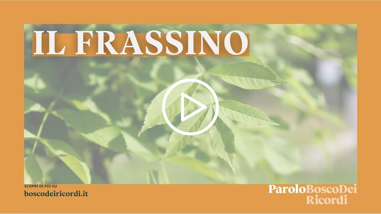 Bosco dei Ricordi, il Frassino