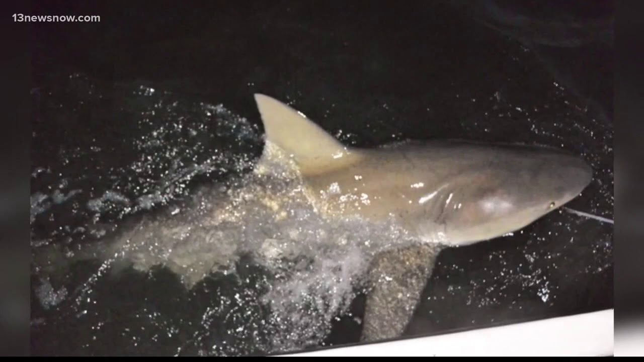 Bull Sharks are nursing in the Pamlico Sound