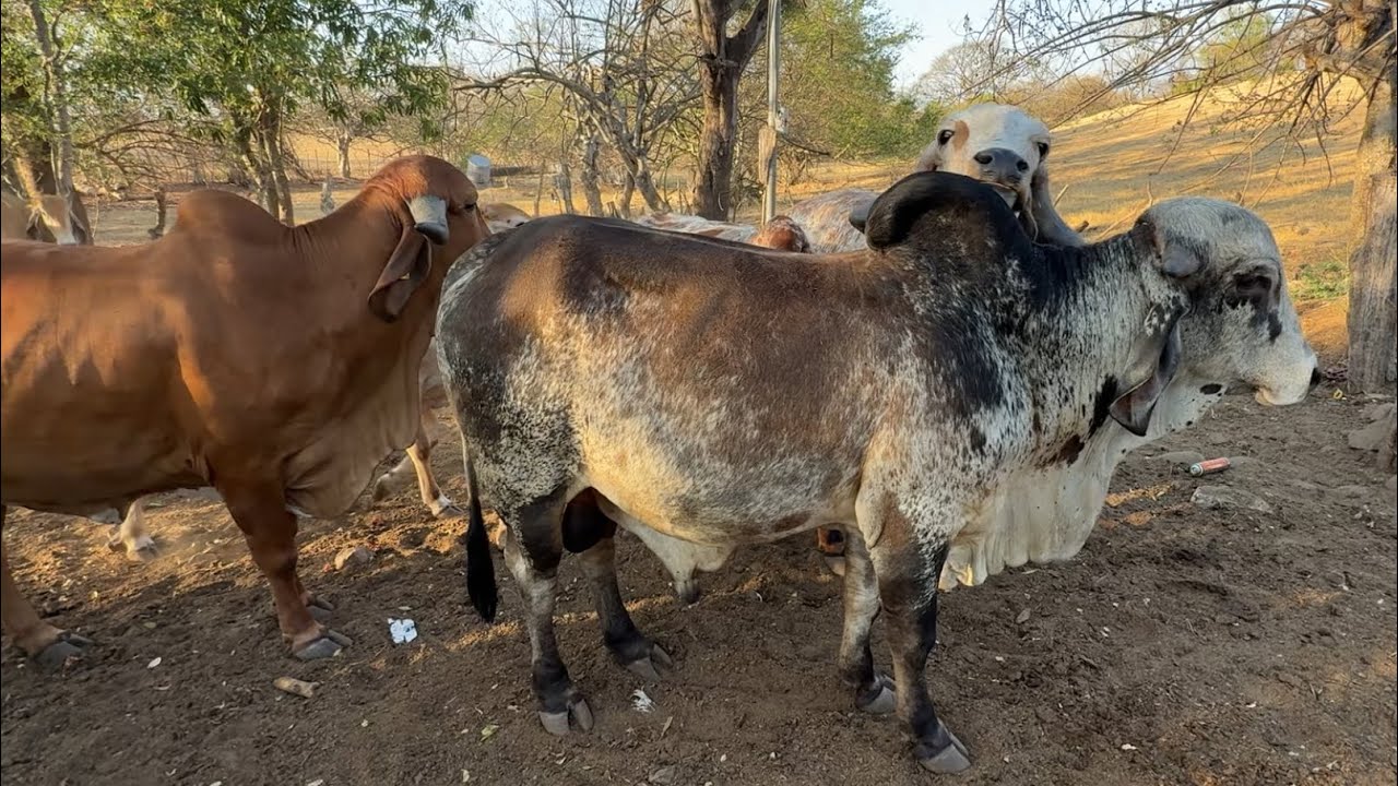 Toro gyr chanchito mira como esta ya 