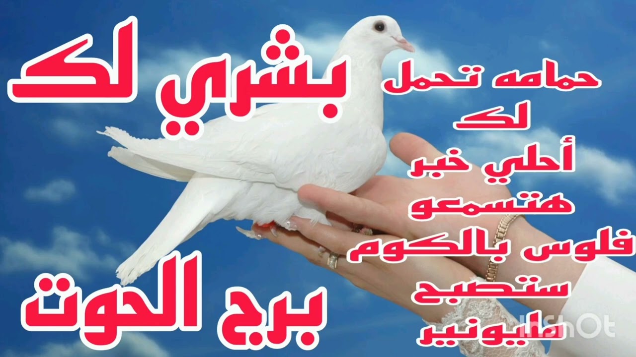 برج الحوت حمامه تحمل لك أحلي خبر هتسمعو 💥 فلوس بالكوم 💫 ستصبح مليونير