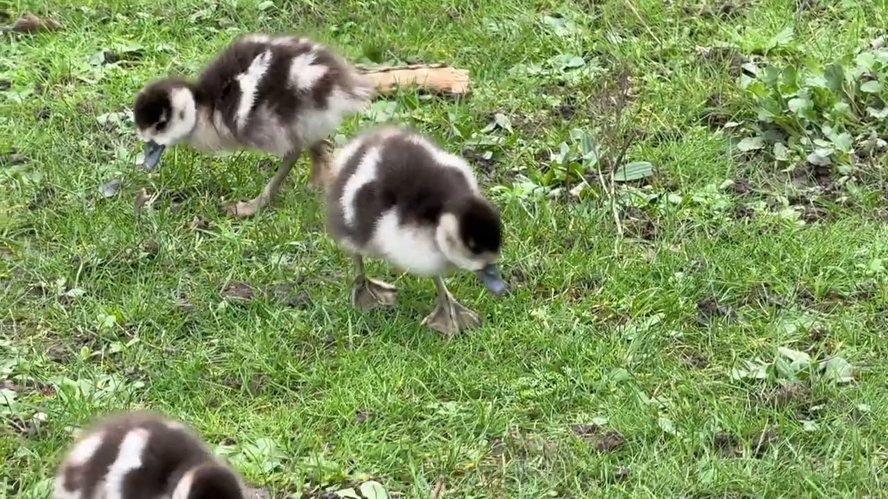 “Egyptian goslings graze on the lawn on a cold morning ❄️🪿🐤 (Family 2/26)