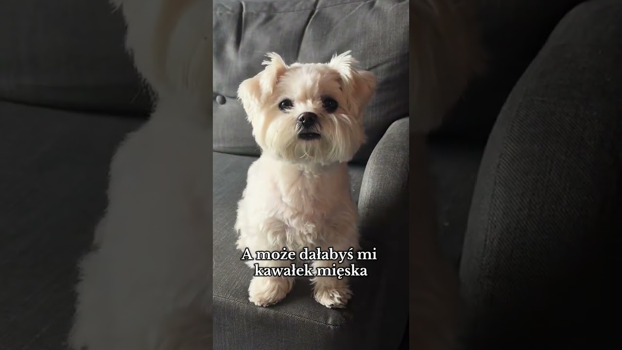 Powinna się ze mną podzielić? 🐶 #maltańczyk #polska #pieseł #rolki