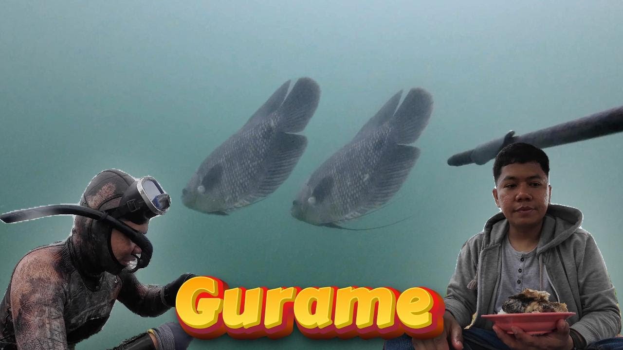 Tak Terduga!!! Jumpa 2 Ekor Gurame Babon Danau Toba Saat iseng Cari Lauk di Spot Ini.