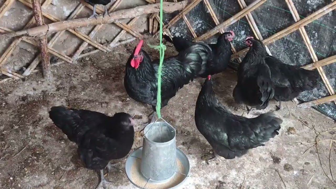 تربية الدجاج : دواء ضد الديدان الشريطية و الاصطوانية المسبب الرئيسي لضعف صحة الدجاج حتى الموت