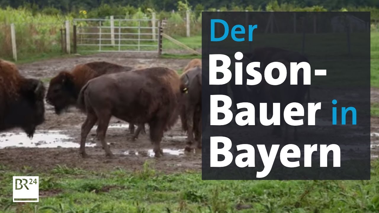 Delikatesse Bison Fleisch: Landwirte werden erfinderisch | Abendschau | BR24