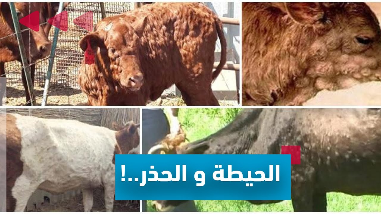 مرض الجلد العقدي  لدى  الأبقار و إنتقال العدوى