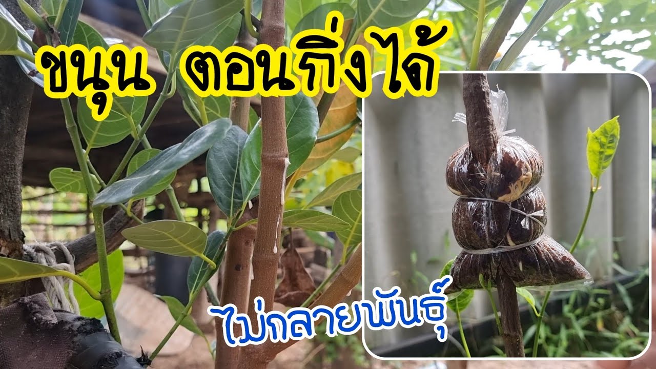 ขนุนตอนกิ่งได้ไม่ยากเลย ตอนกิ่งขนุน