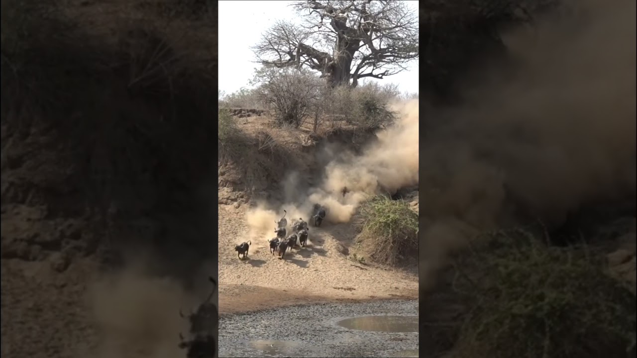 Lions Catch Buffalo During Stampede