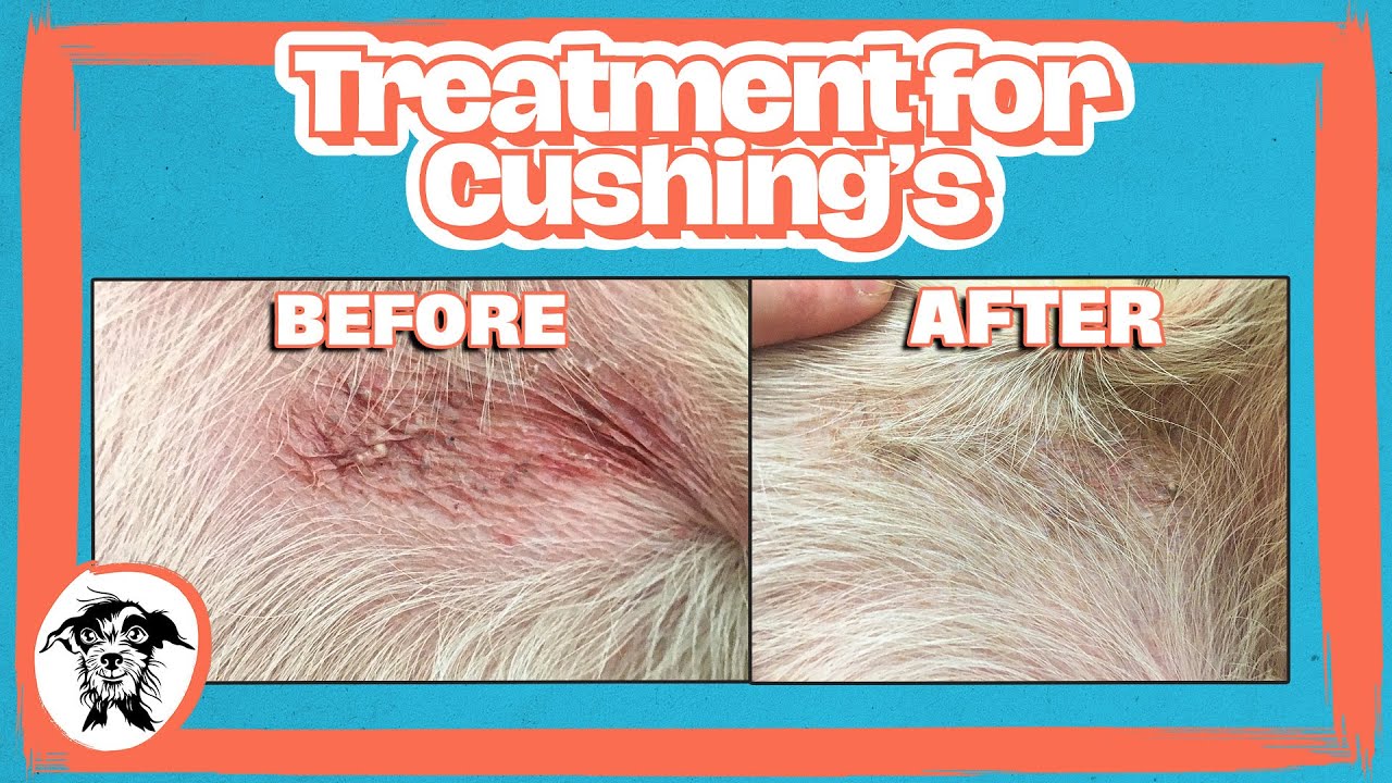 013 - Cracking Cushing’s: Inside Russell Sprout’s Diagnosis & Recovery w/ Dr. Amy Oberstadt (Part 3)