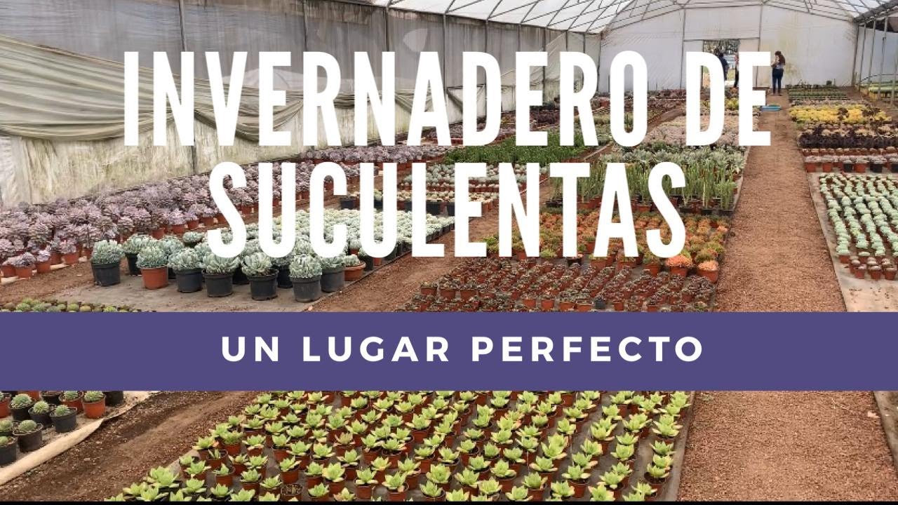 ¿DONDE COMPRAR SUCULENTAS? un invernadero SOLO para nosotros.