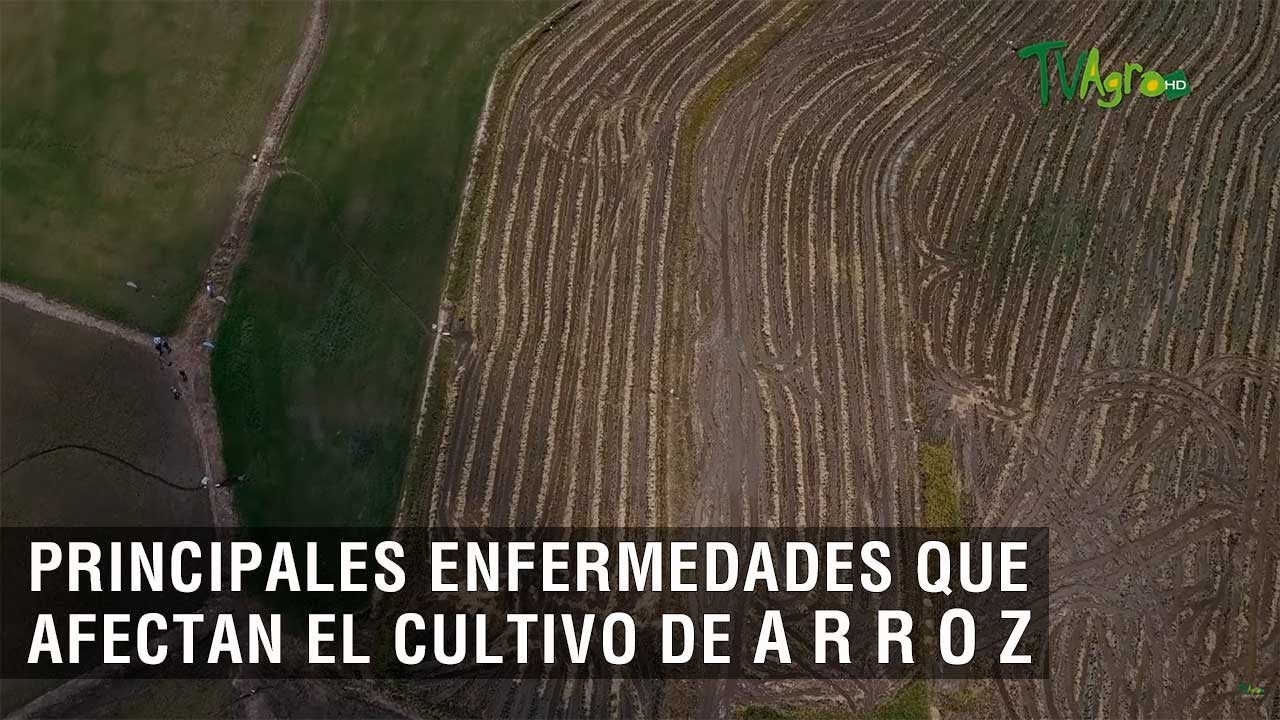 Principales enfermedades que afectan el cultivo de arroz - TvAgro por Juan Gonzalo Angel Restrepo