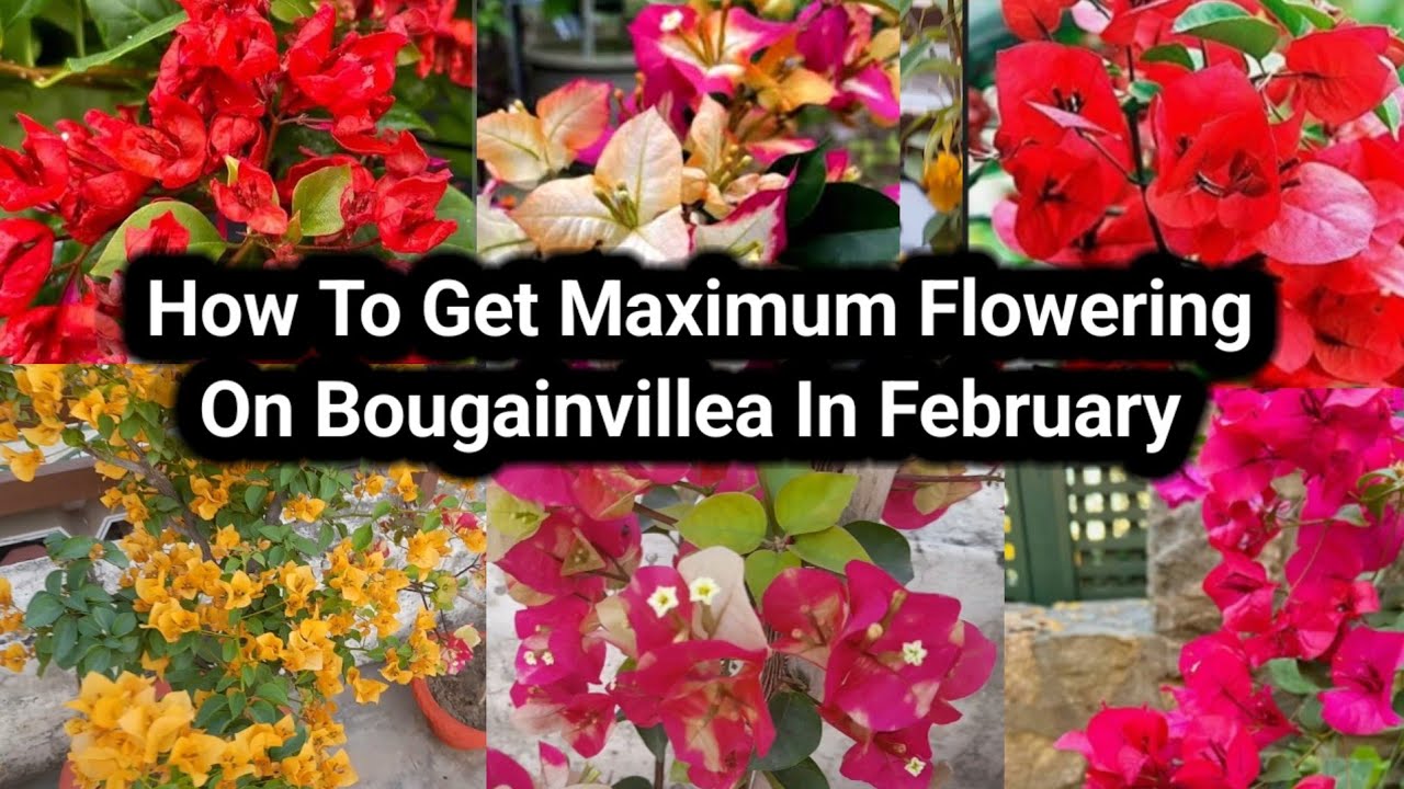  How To Get Maximum Flowers On Bougainvillea In February. BOUGAINVILLEA PLANT CARE #bougainvillea 