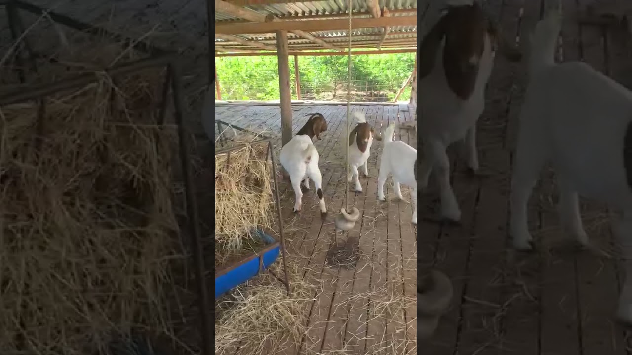 Raza boer