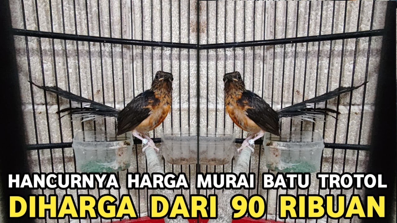 INI YANG TERJADI || HARGA MURAI BATU TROTOLAN DIJUAL DARI 90 RIBU DI PASAR BURUNG PRAMUKA 