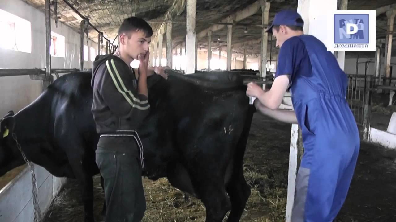 Обов'язкові післяродові маніпуляції для корови