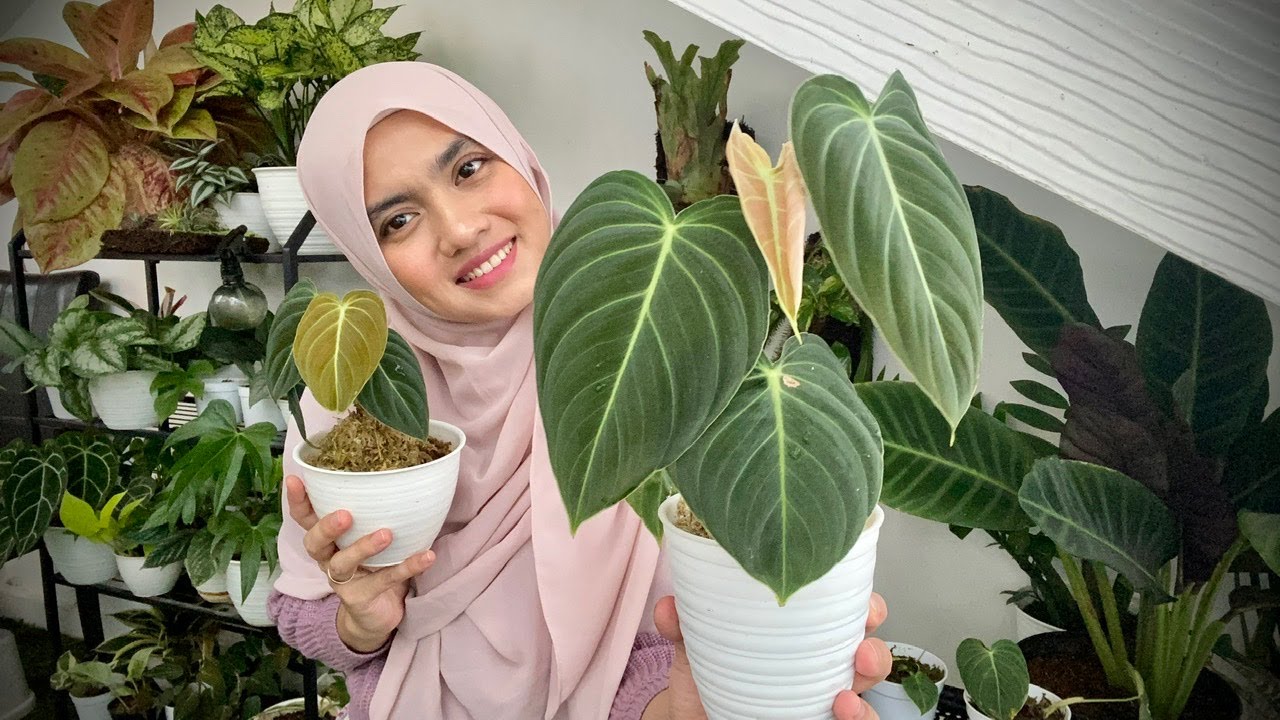 tips lengkap philodendron melanochrysum dan praktek propagasi