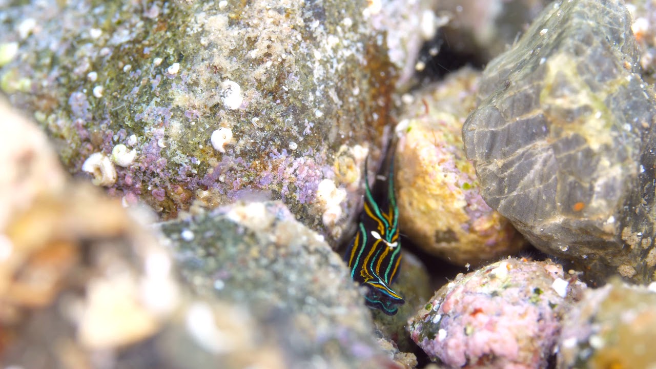 Diving in Osezaki   June, 2020
