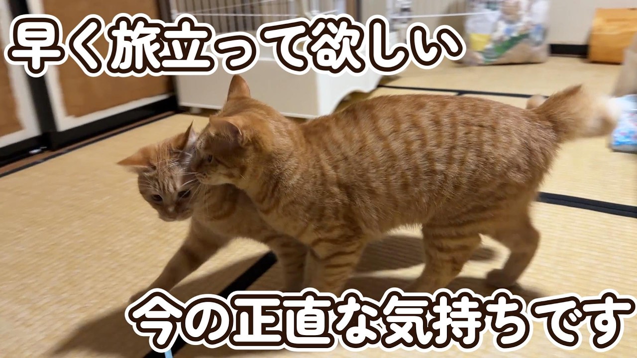 【早く旅立って】茶トラんずについて私の正直な気持ちです