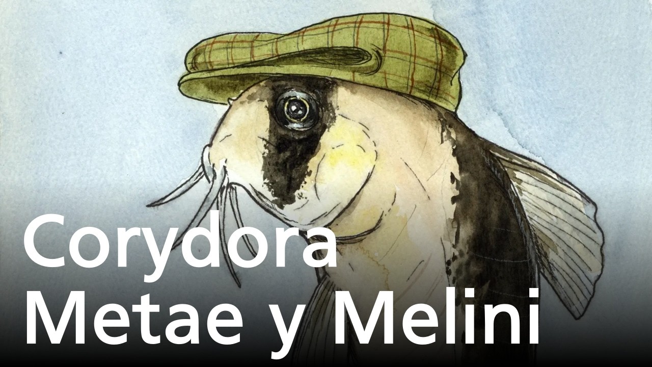 Corydora Metae Y Melini ficha y datazos