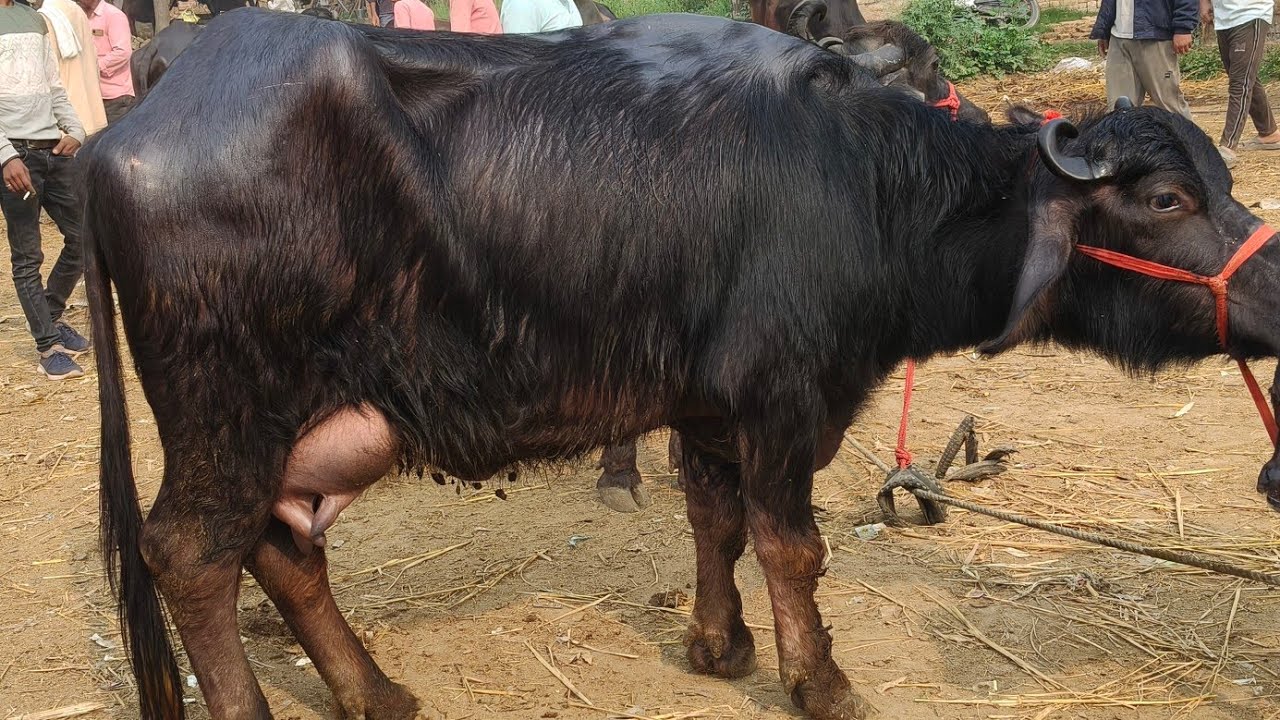 पशु बाजार मौहरिया मेला मंडी सोमवार टॉप मेला लगता है सभी व्यापारी भाइयों को हमारा नमस्कार  प्रयागराज 