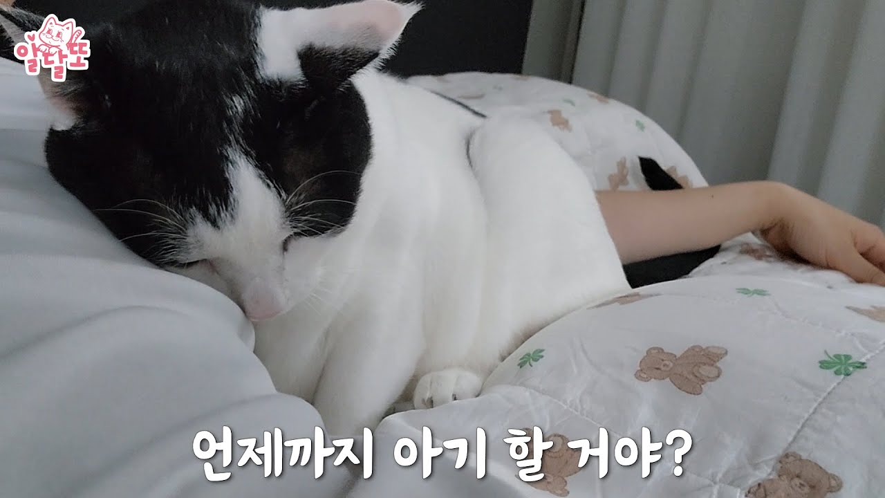 아빠 없이 못 사는 덩치만 큰 아기 고양이