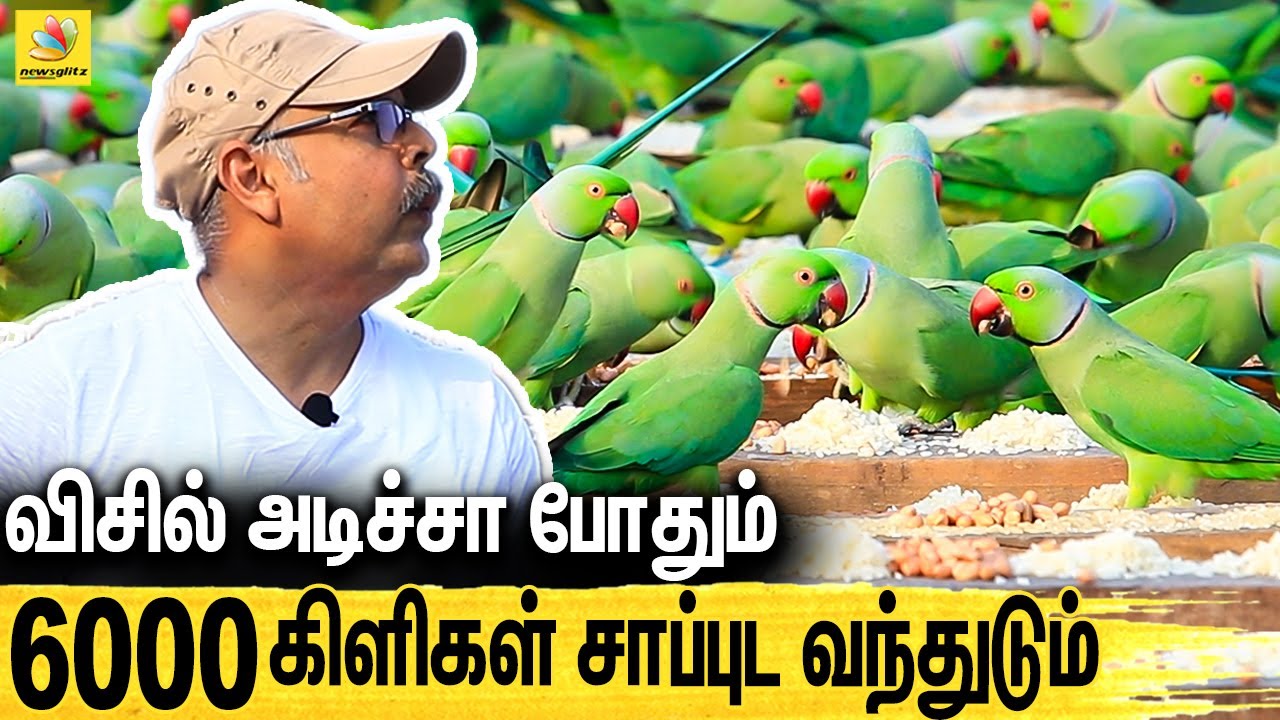 பாட்டு பாடி 6000 கிளிகளுக்கு உணவளிக்கும் நபர் : Feeds 6,000 Birds Every Day | Parrot Man Chennai