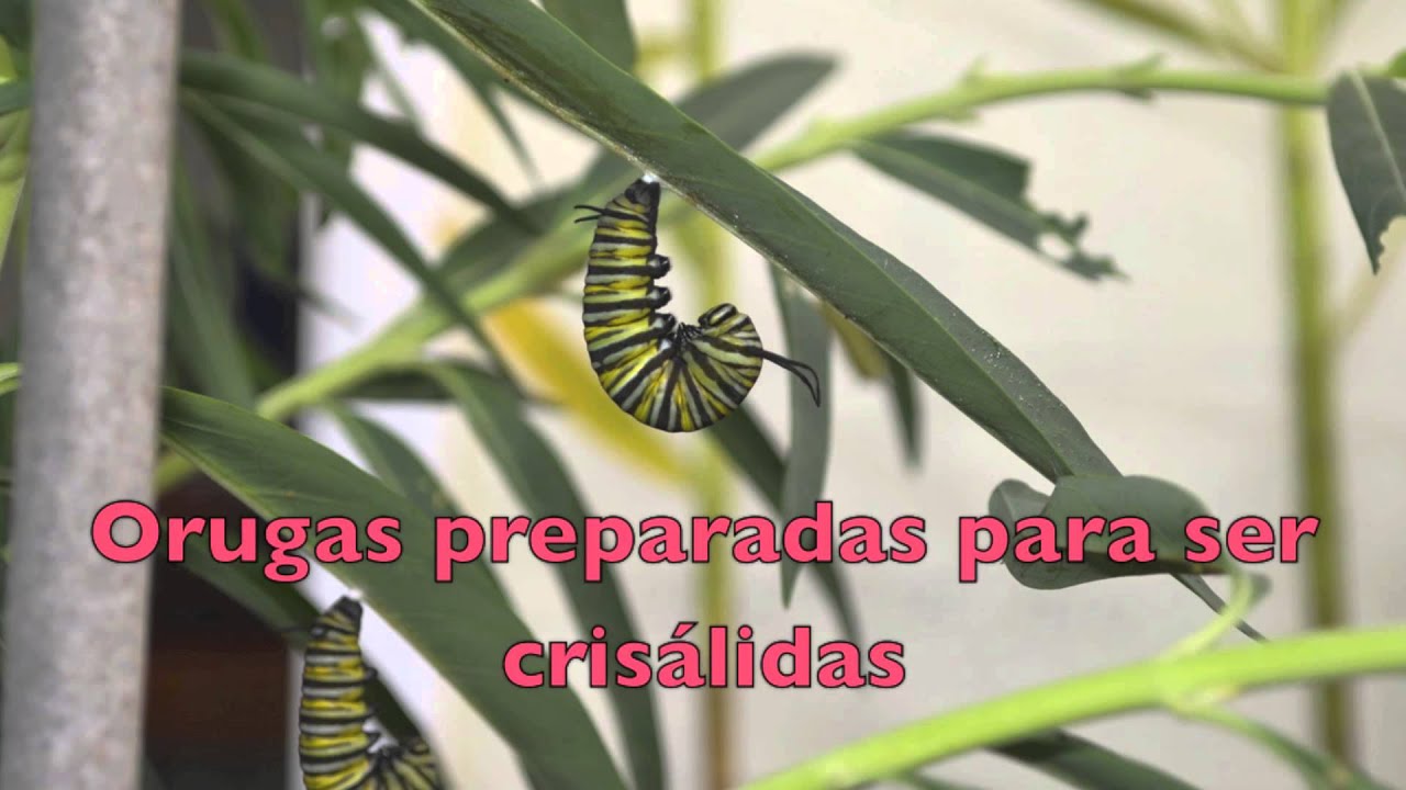 Mariposa Monarca y la planta Asclepsia