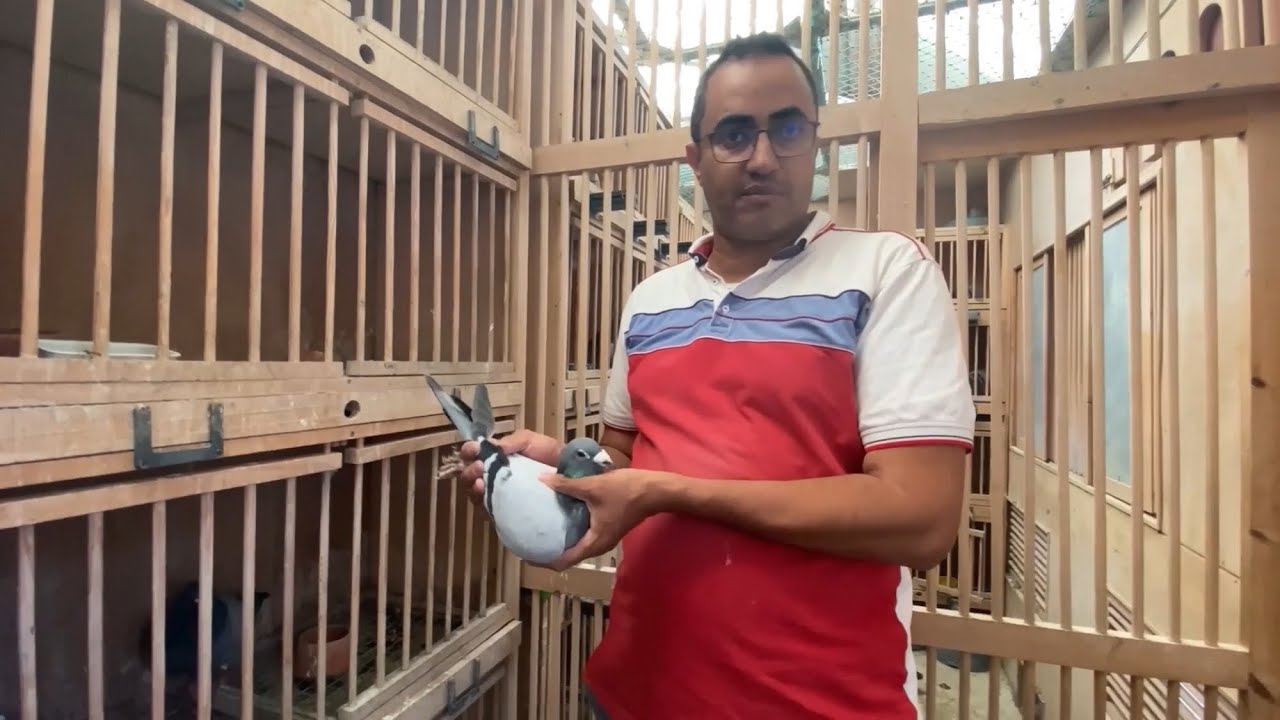 الحلقة 21 : سلسلة التعريف بالسلالات مع البطل المخضرم👈🏻 بلقجة عصام الدين🔥🕊 212661427859+📞
