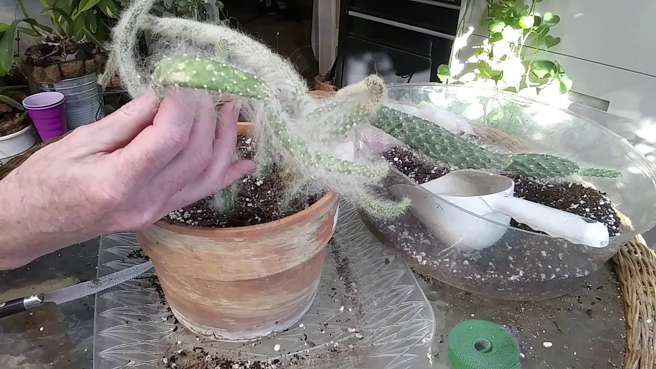 Old Man Cactus    Super Fuzzy