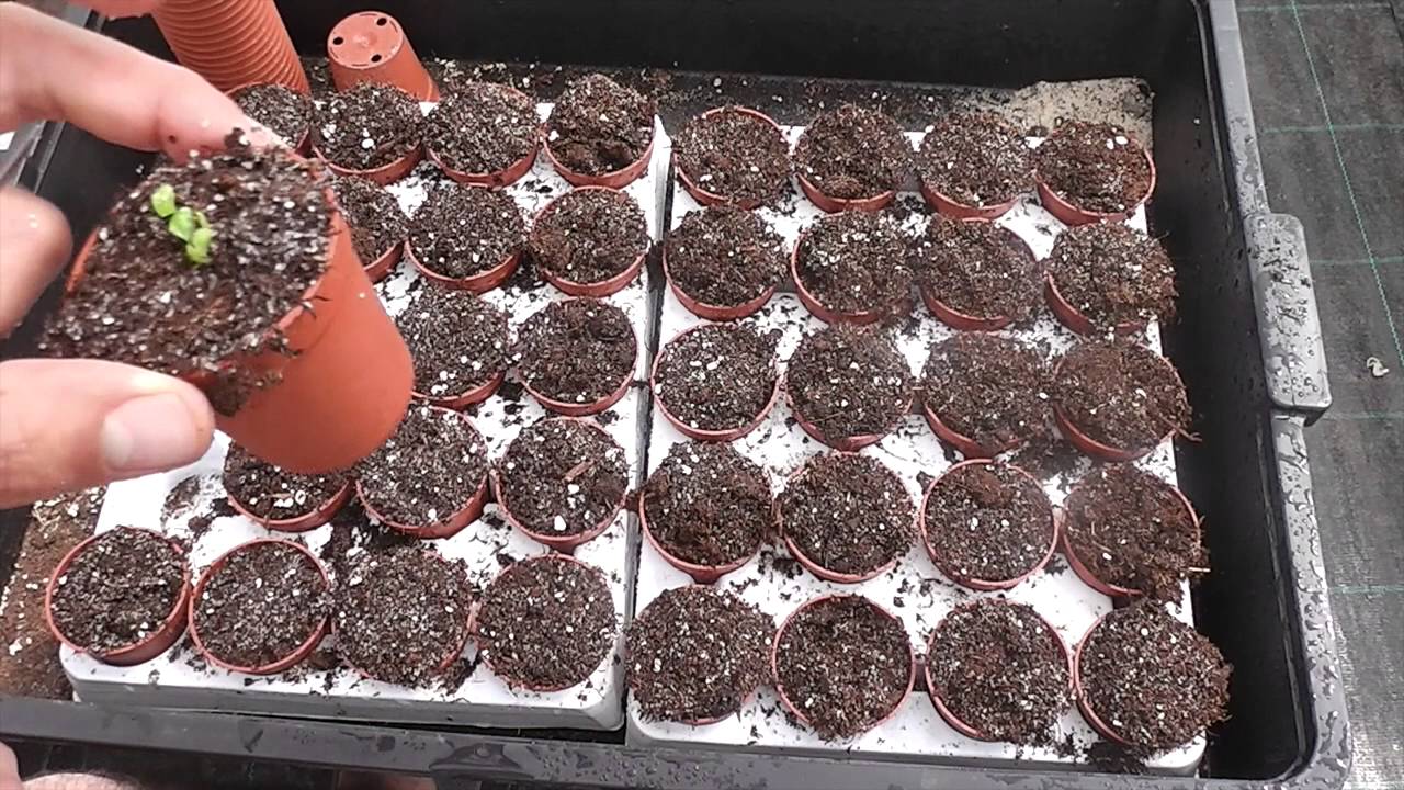 Aclimatación de Dionaea B52