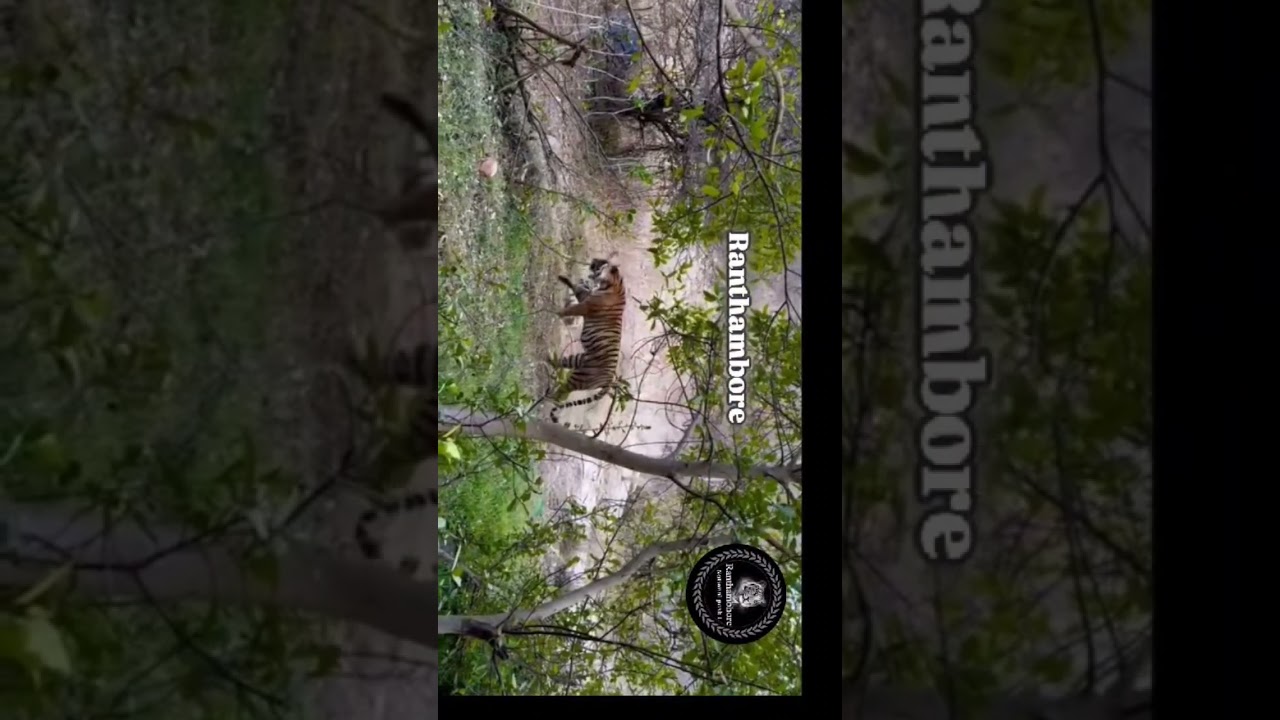 #wildlifeplanet #sariskatigerreserve #tiger #forest #catfamily #sariska #fighter #TigerAtt