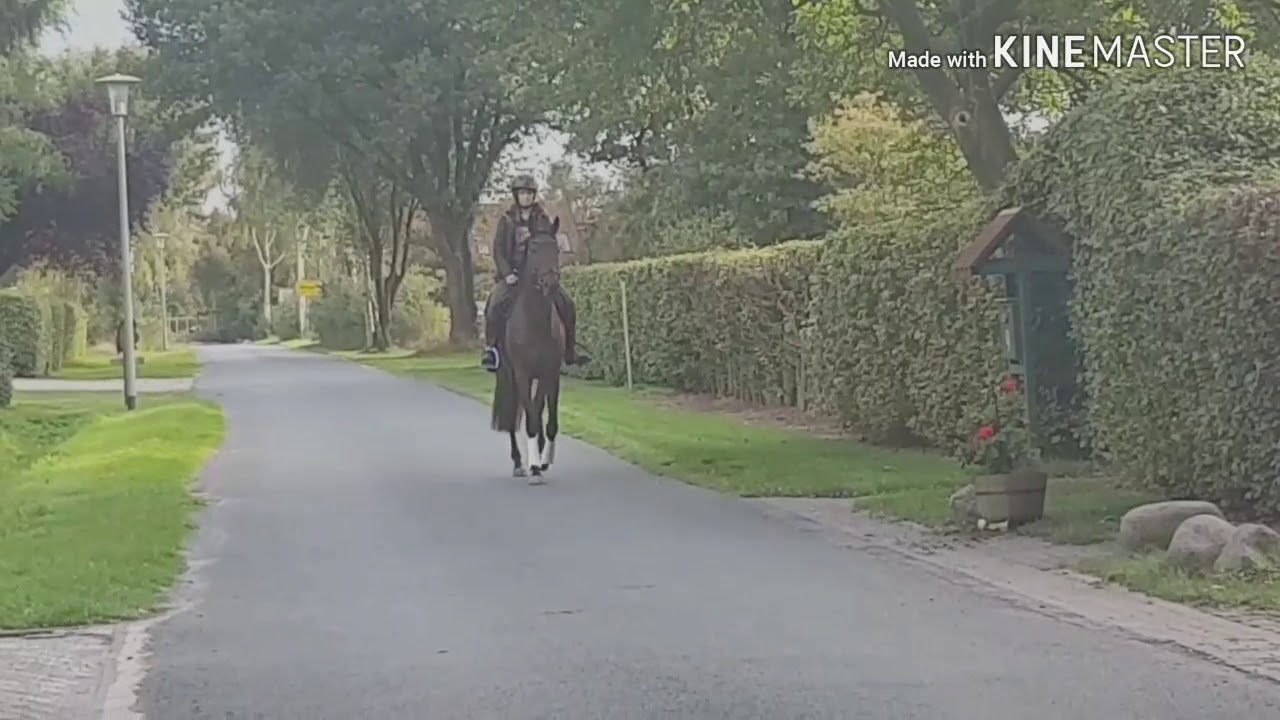 Wameera - Vom Rennpferd zum Reitpferd ❤