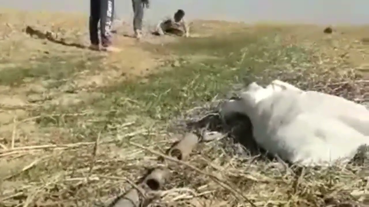 كيفية نصب شبك القطا