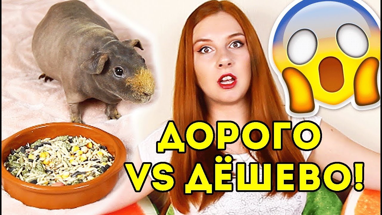 ДОРОГО vs ДЕШЕВО Корм Для МОРСКОЙ СВИНКИ. ОБЗОР от SvinkiShow