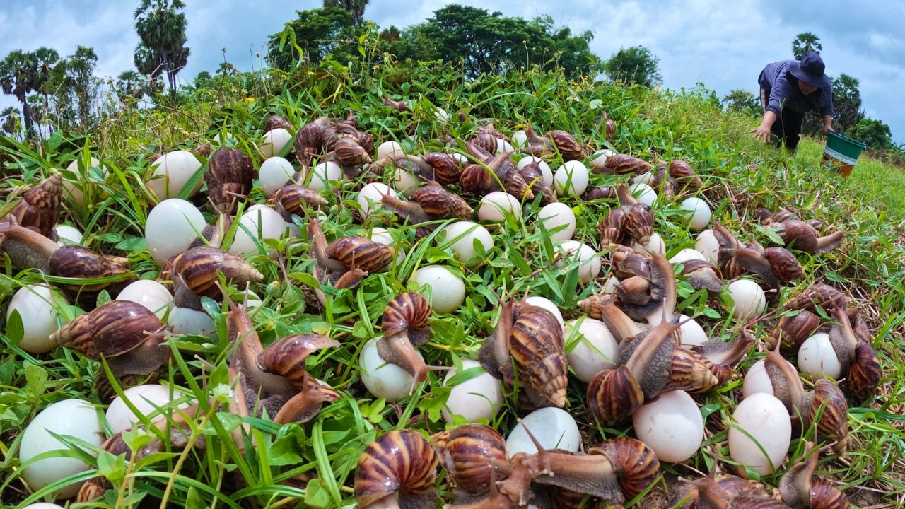Harvesting Giant African Land Snails and Eggs